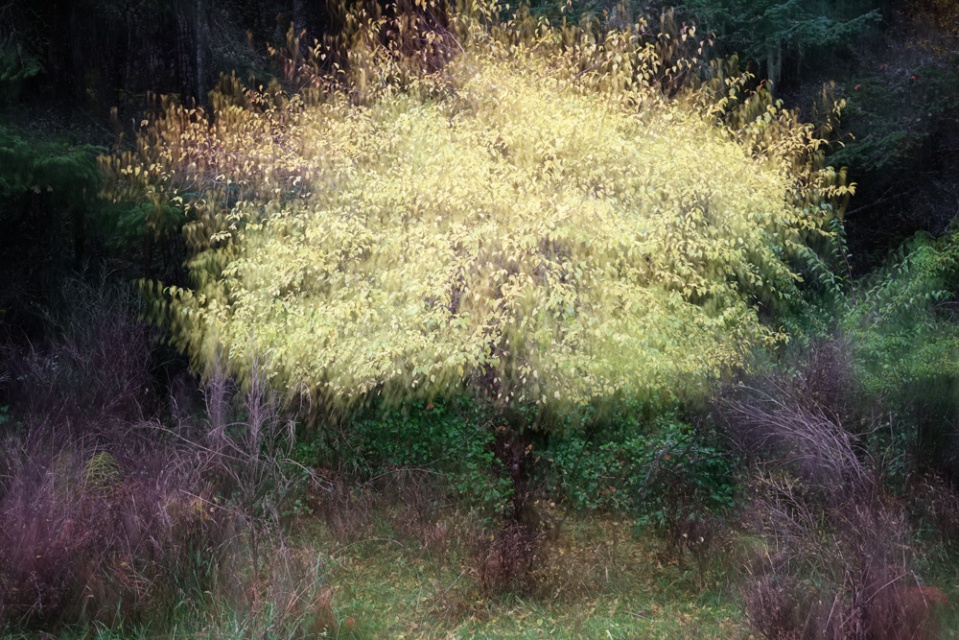Pender Island yellow tree