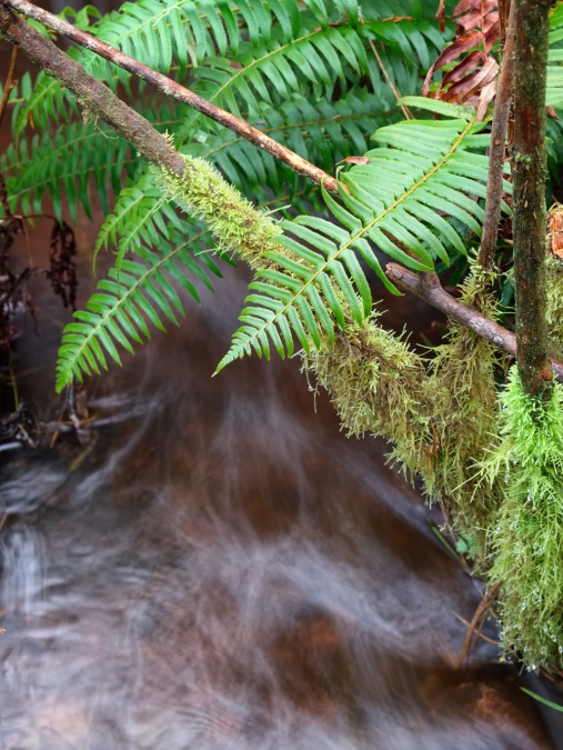 ferns and stream Pender Island B.C.