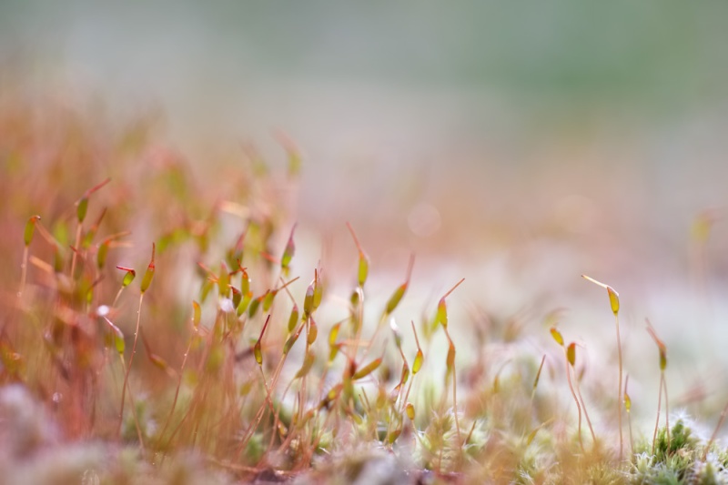 spring moss, Pender Island B.C.
