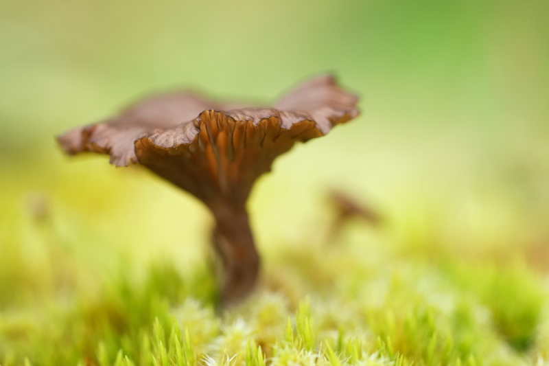brown mushroom, Pender Island B.C.